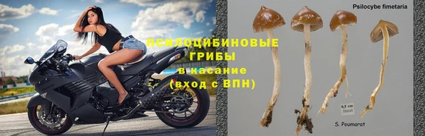 индика Баксан